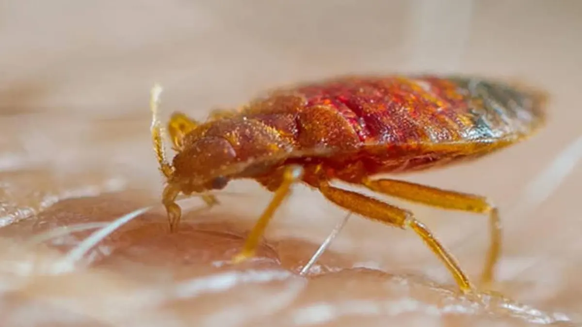 Cimice da letto su un materasso, primo piano