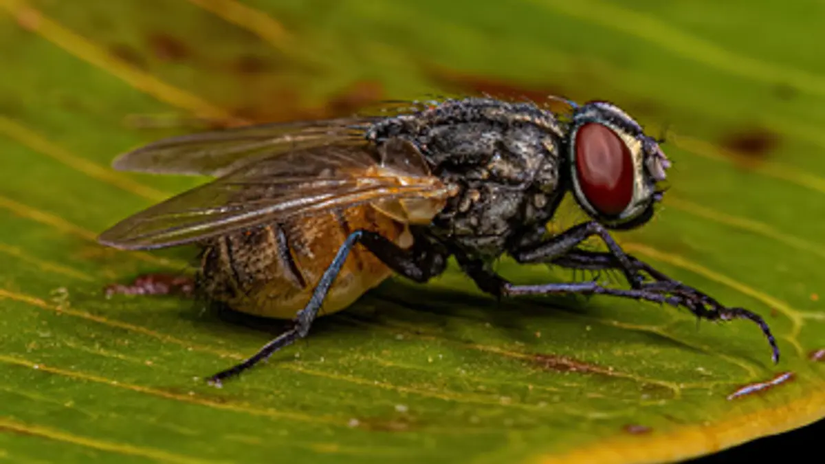 Mosca su una superficie, disinfestazione mosche