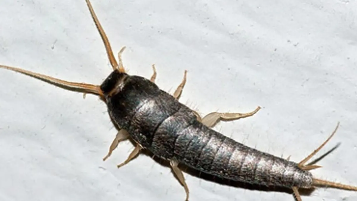 Pesciolino d'argento, disinfestazione insetti domestici