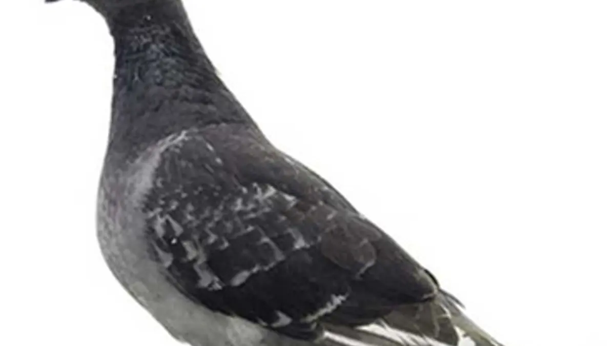 Piccione su un balcone, allontanamento volatili