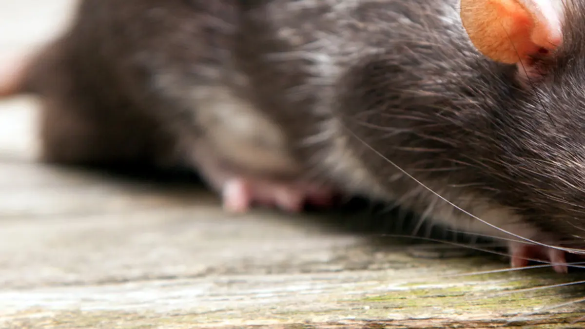 Topo in casa, primi segnali di infestazione